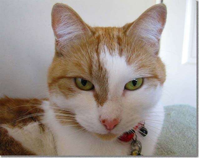 アイヴスのクローズアップ写真